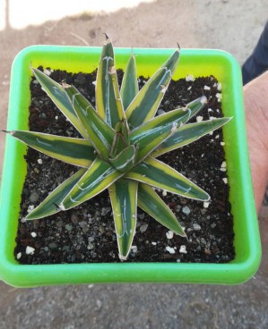 agave vic8
